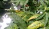 PLANT4.jpg