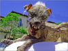 Sam_ugliest-dog.png