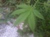 IMG_20120521_065836.jpg