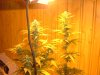 4weeksflowering 006.jpg