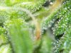 Pic's #6,#7,#8cropDay58-08-08-24@1 015.jpg