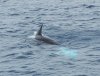 Orca Playing With a Manta Ray 2.jpg