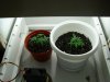 clones-2weekold.jpg