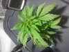 IMG_20120526_215316.jpg