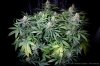 cannabis-cheesequake3-d49-2074.jpg