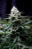 cannabis-cheesequake3-d49-2078.jpg