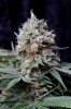 cannabis-cheesequake3-d56-2209.jpg