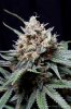 cannabis-cheesequake3-d56-2210.jpg