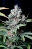 cannabis-cheesequake3-d56-2216.jpg