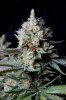 cannabis-cheesequake3-d62-2332.jpg