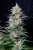 cannabis-cheesequake3-d62-2334.jpg