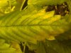 DSC03694.jpg