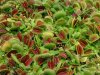 venusflytraps5.jpg