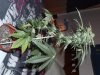 Day65plant4.jpg