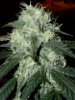 Day65plant5-2.jpg