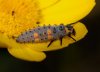 7-spotted-larvae-l.jpg