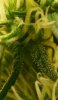 ss.2012-06-03.trichomes.jpg