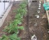 progression marijuana plants.JPG