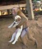 monkey gets a puppy.jpg