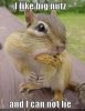 nutty squirrel.jpg