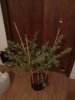 IMG_20120527_205454.jpg