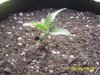 my sugar mango plant  001 DAY 7.jpg