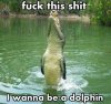 funny_dolphin.jpg