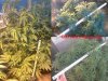 Outdoor Grow Progress18.jpg