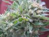 BUBBLELICOUS OF NIRVANA STRAINS MAY 2012.jpg