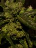 mutation (3 of 3).jpg