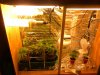 home depot T5's 14ea.and two 200 watt cfl's vege clone.jpg