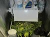 June 18, 2012 Afghan and Strawberry cough 036.jpg