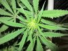 June 18, 2012 Afghan and Strawberry cough 056.jpg