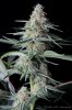 cannabis-gqxjtr1-d44-3146.jpg