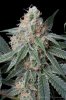 cannabis-gqxjtr1-d44-3152.jpg