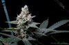 cannabis-gqxjtr1-d44-3153.jpg