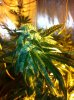 og18 35 days in flowering.jpg