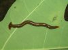 Hammerhead Worm (3).JPG