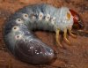 June Beetle Larvae 1.jpg