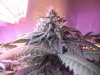 Day 36 GDP bud3.jpg