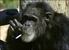 smoking-monkey.jpg