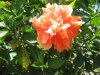 double hibiscus 001.jpg