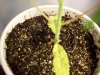 seedlings 021.jpg