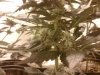 5th wk flowering 354.jpg