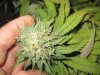 June 18, 2012 Afghan and Strawberry cough 043.jpg