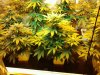 IMG_20120627_234407.jpg