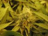 week 8 flower day 56 014.jpg