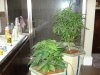 Both plants day 32.jpg