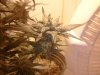 Week 6 Flowering 158.jpg