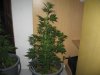 38th day soil coir grow 600hps 003.jpg